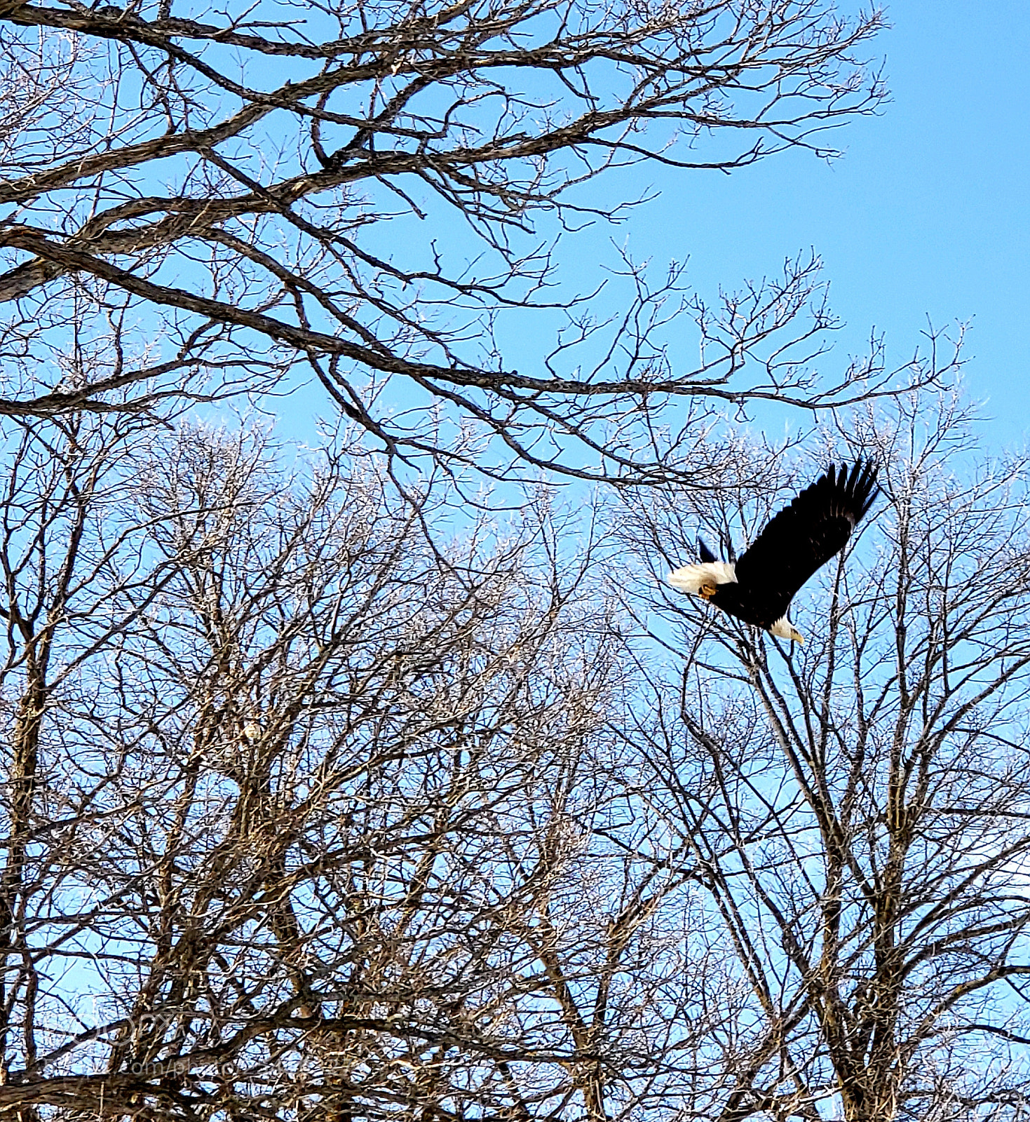 Samsung Galaxy S9+ sample photo. Eagle taking off photography
