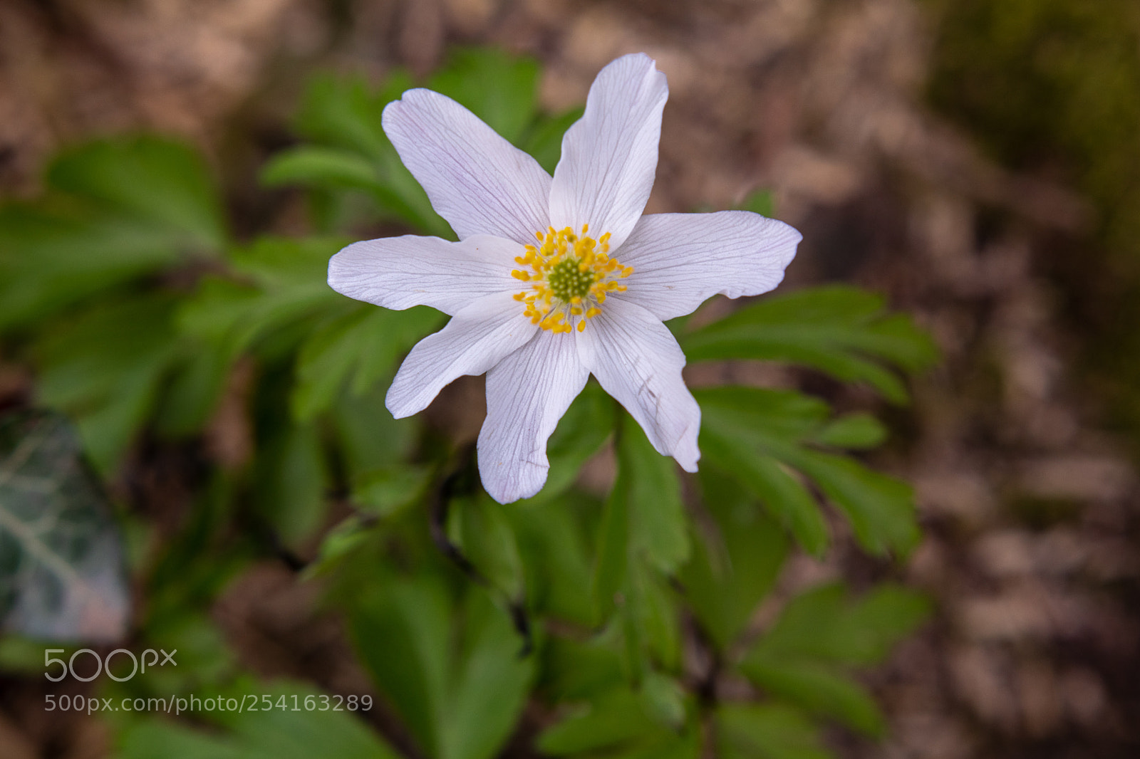 Canon EOS 80D sample photo. Spring flower photography