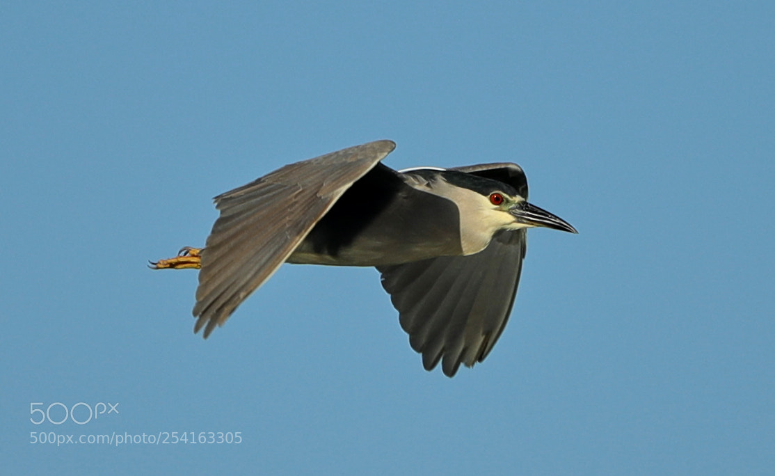Canon EOS-1D X Mark II sample photo. 04-18-18-0013479.jpg photography