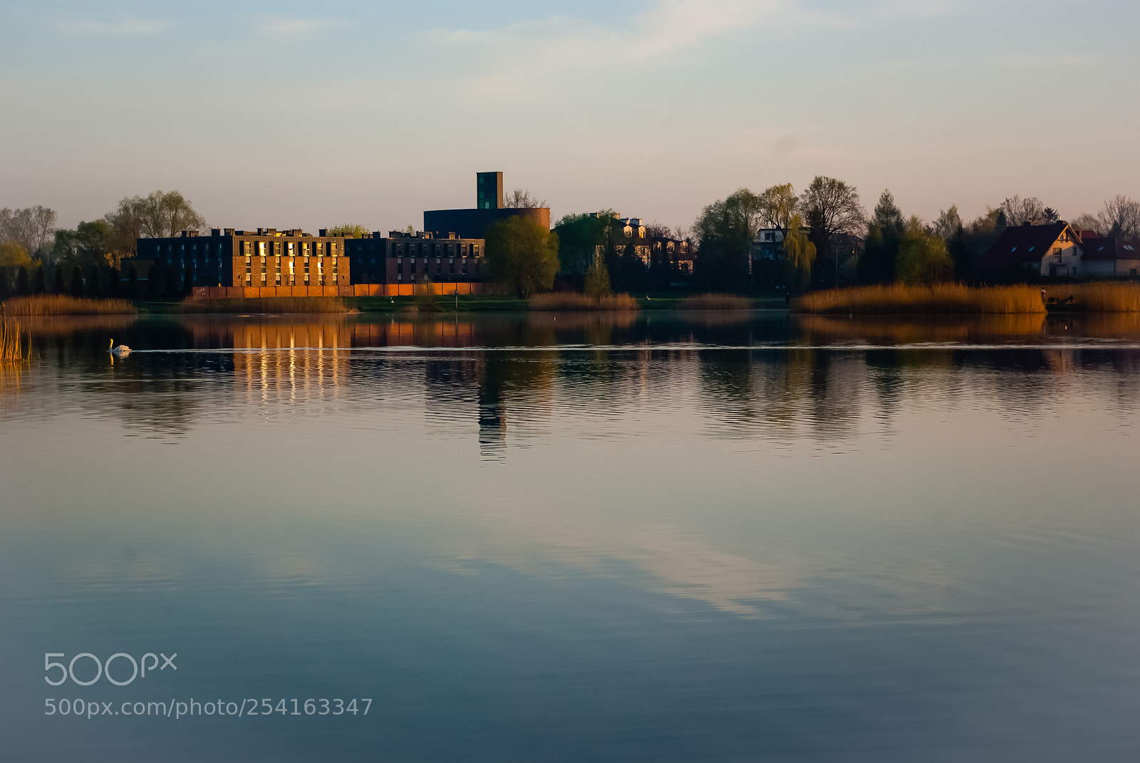 Pentax K10D sample photo. Sunrise and swan photography