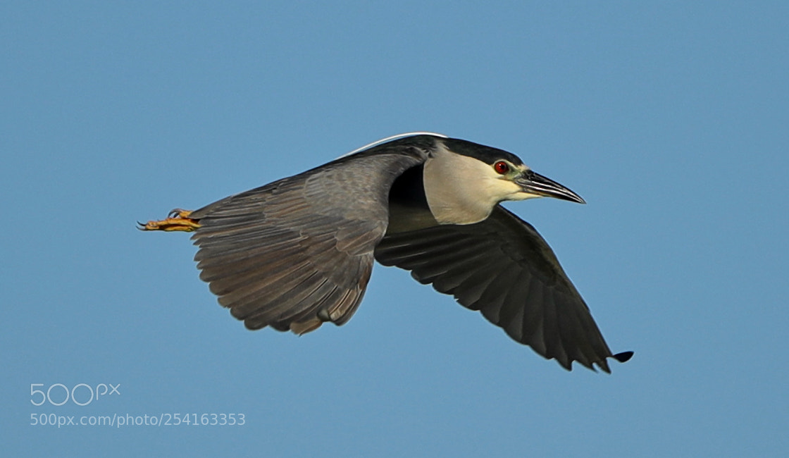 Canon EOS-1D X Mark II sample photo. 04-18-18-0013478.jpg photography