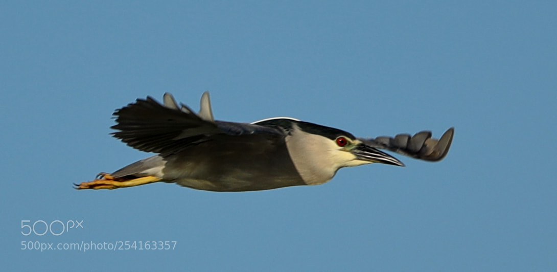 Canon EOS-1D X Mark II sample photo. 04-18-18-0013477.jpg photography