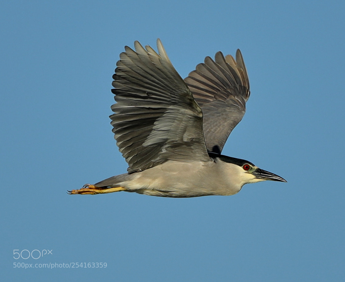 Canon EOS-1D X Mark II sample photo. 04-18-18-0013476.jpg photography