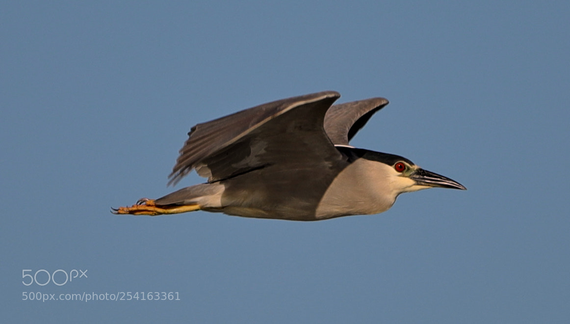 Canon EOS-1D X Mark II sample photo. 04-18-18-0013475.jpg photography