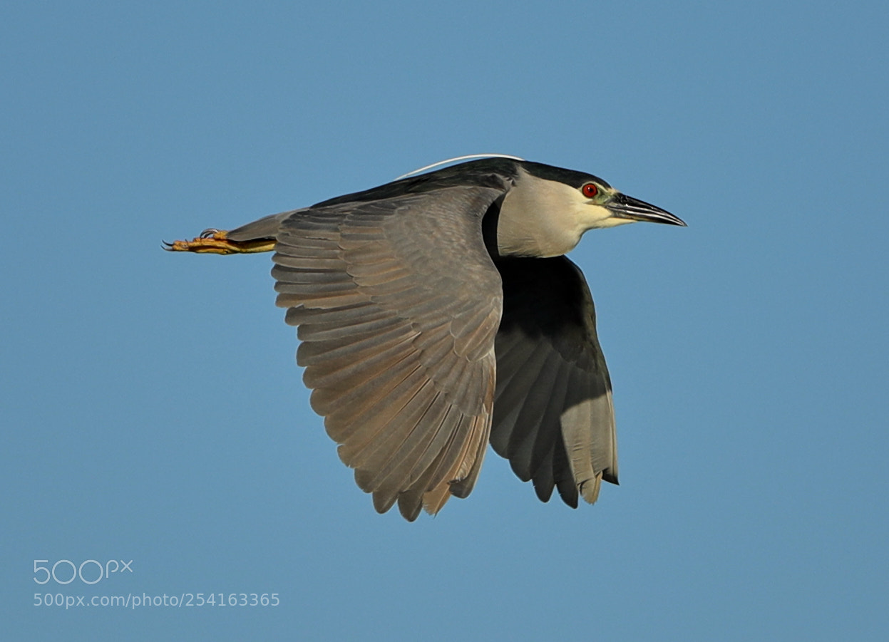 Canon EOS-1D X Mark II sample photo. 04-18-18-0013474.jpg photography