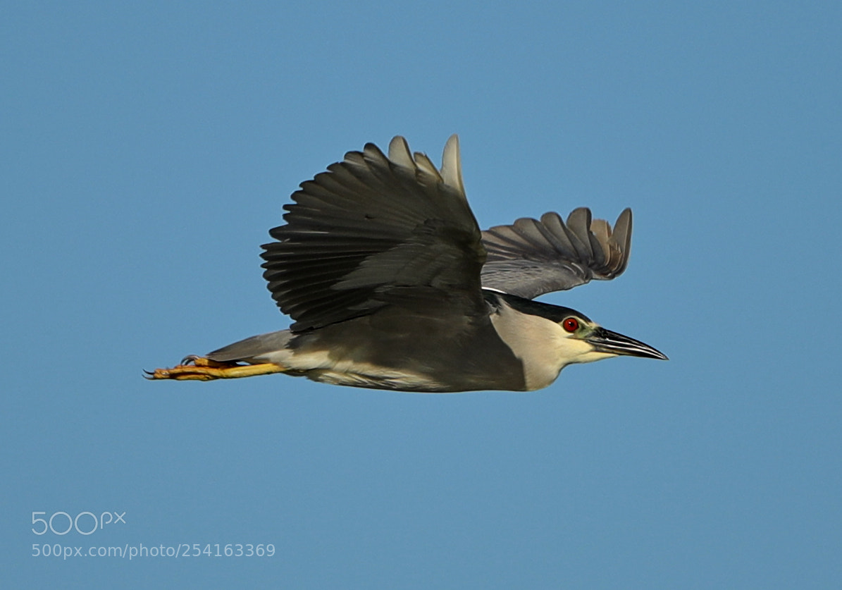 Canon EOS-1D X Mark II sample photo. 04-18-18-0013473.jpg photography