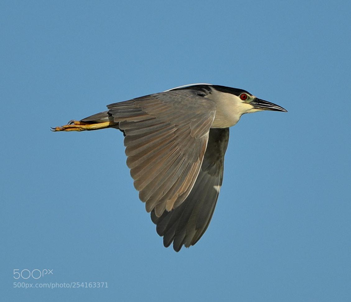 Canon EOS-1D X Mark II sample photo. 04-18-18-0013471.jpg photography