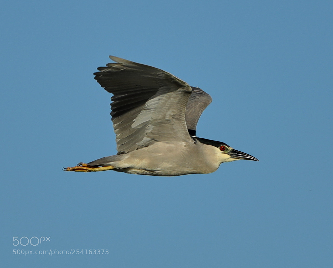 Canon EOS-1D X Mark II sample photo. 04-18-18-0013472.jpg photography
