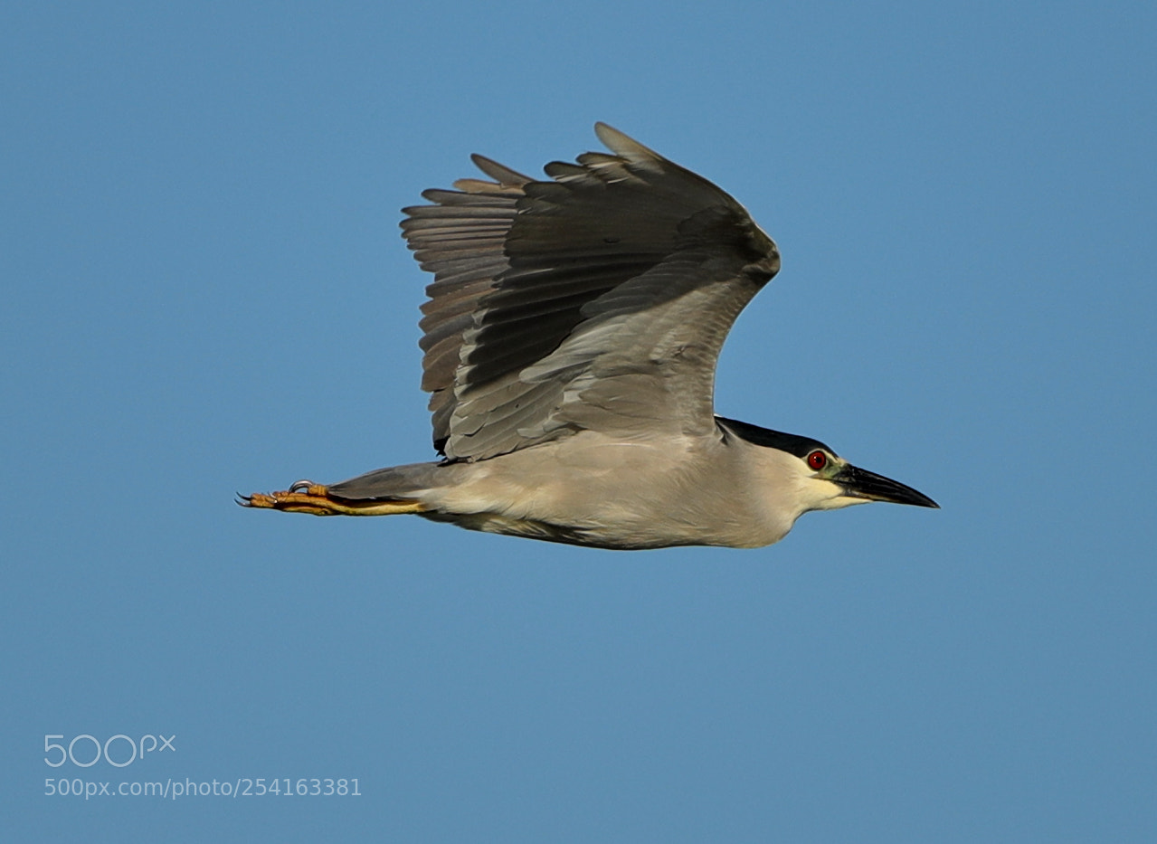 Canon EOS-1D X Mark II sample photo. 04-18-18-0013470.jpg photography