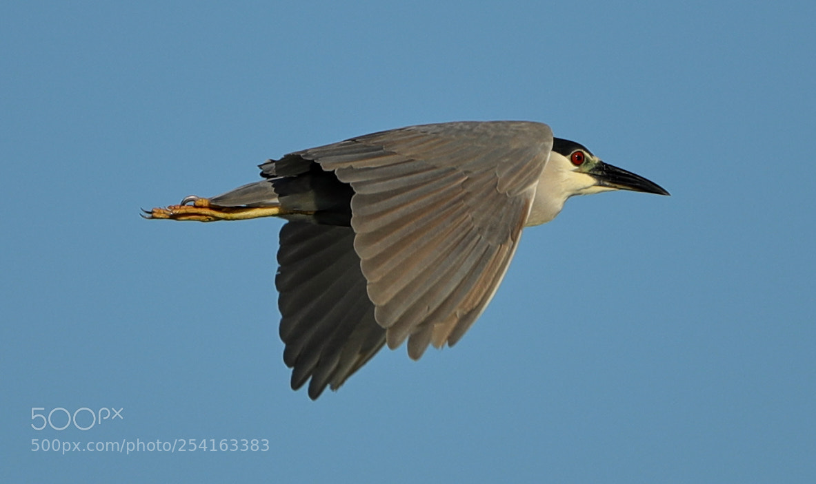 Canon EOS-1D X Mark II sample photo. 04-18-18-0013469.jpg photography
