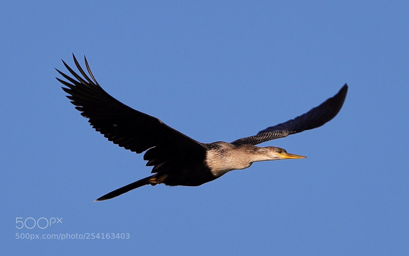 Canon EOS-1D X Mark II sample photo. 04-18-18-0013465.jpg photography
