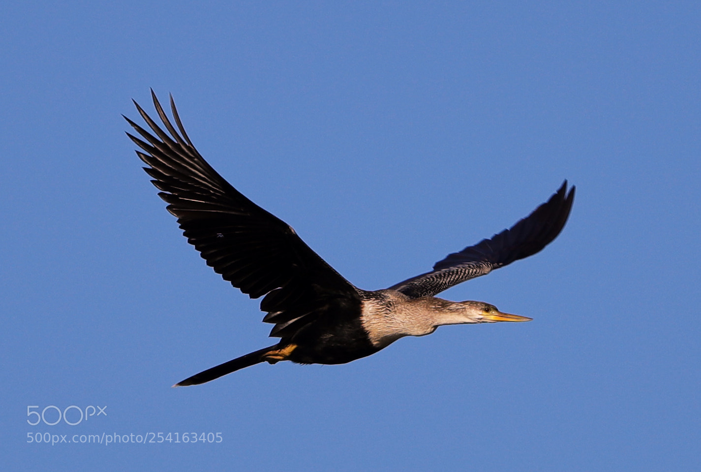 Canon EOS-1D X Mark II sample photo. 04-18-18-0013464.jpg photography