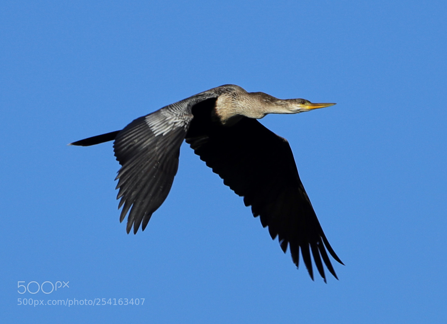 Canon EOS-1D X Mark II sample photo. 04-18-18-0013463.jpg photography
