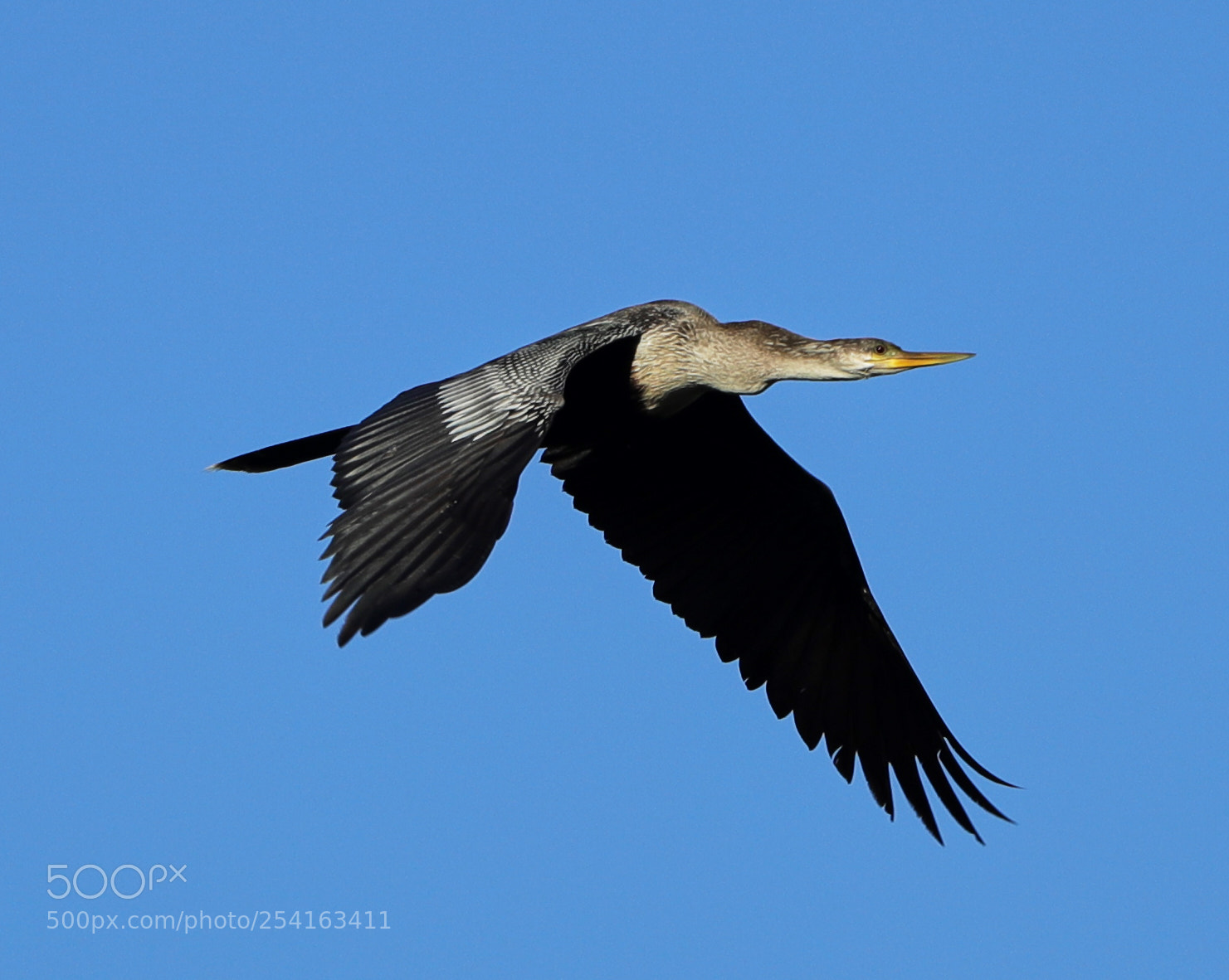 Canon EOS-1D X Mark II sample photo. 04-18-18-0013462.jpg photography