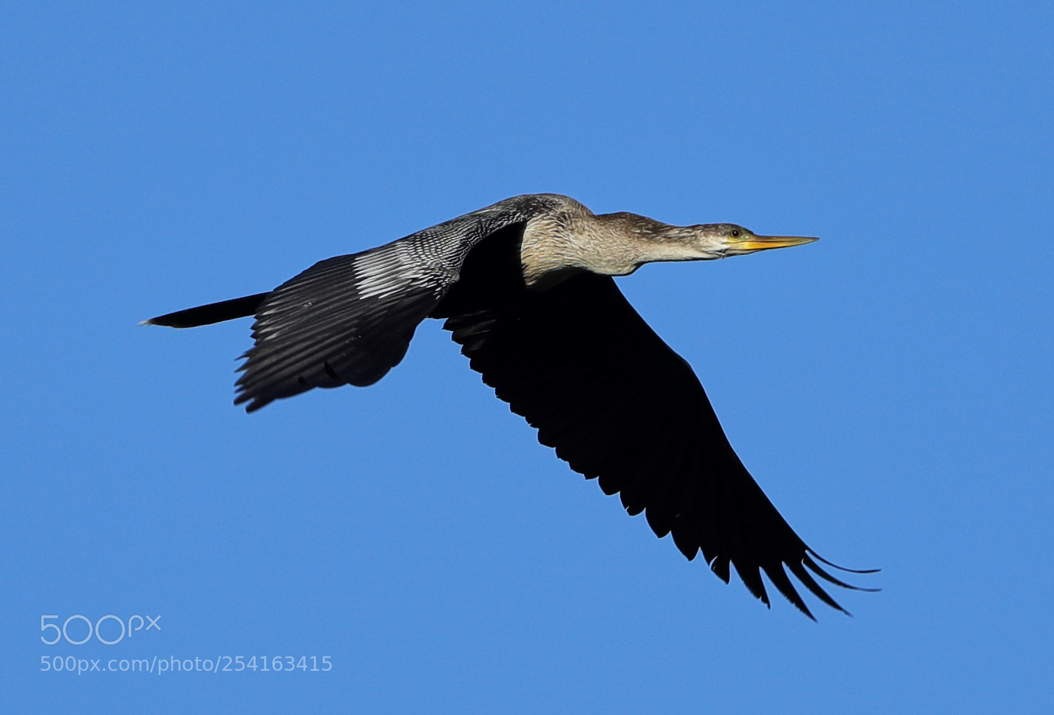 Canon EOS-1D X Mark II sample photo. 04-18-18-0013461.jpg photography
