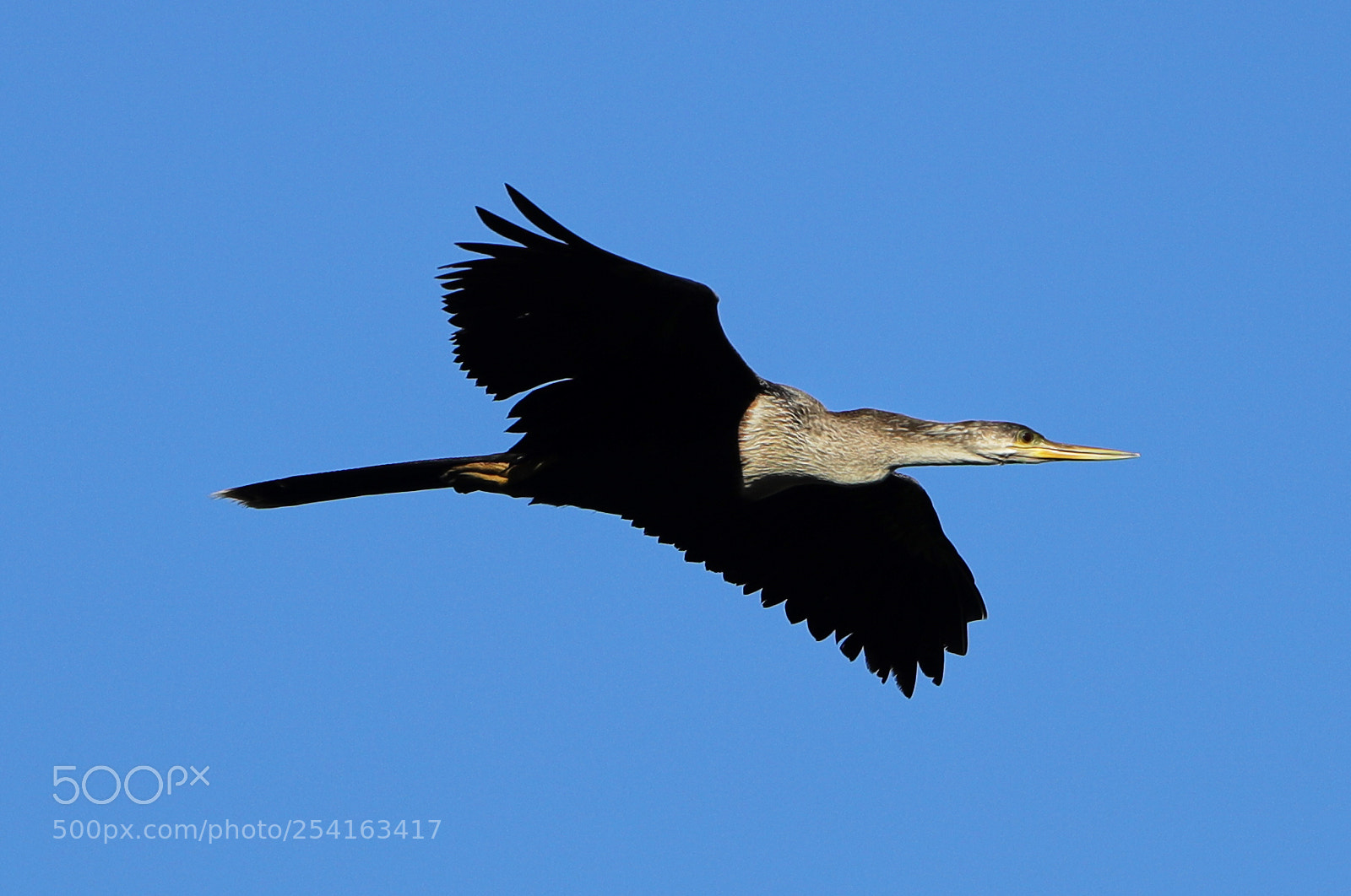 Canon EOS-1D X Mark II sample photo. 04-18-18-0013459.jpg photography