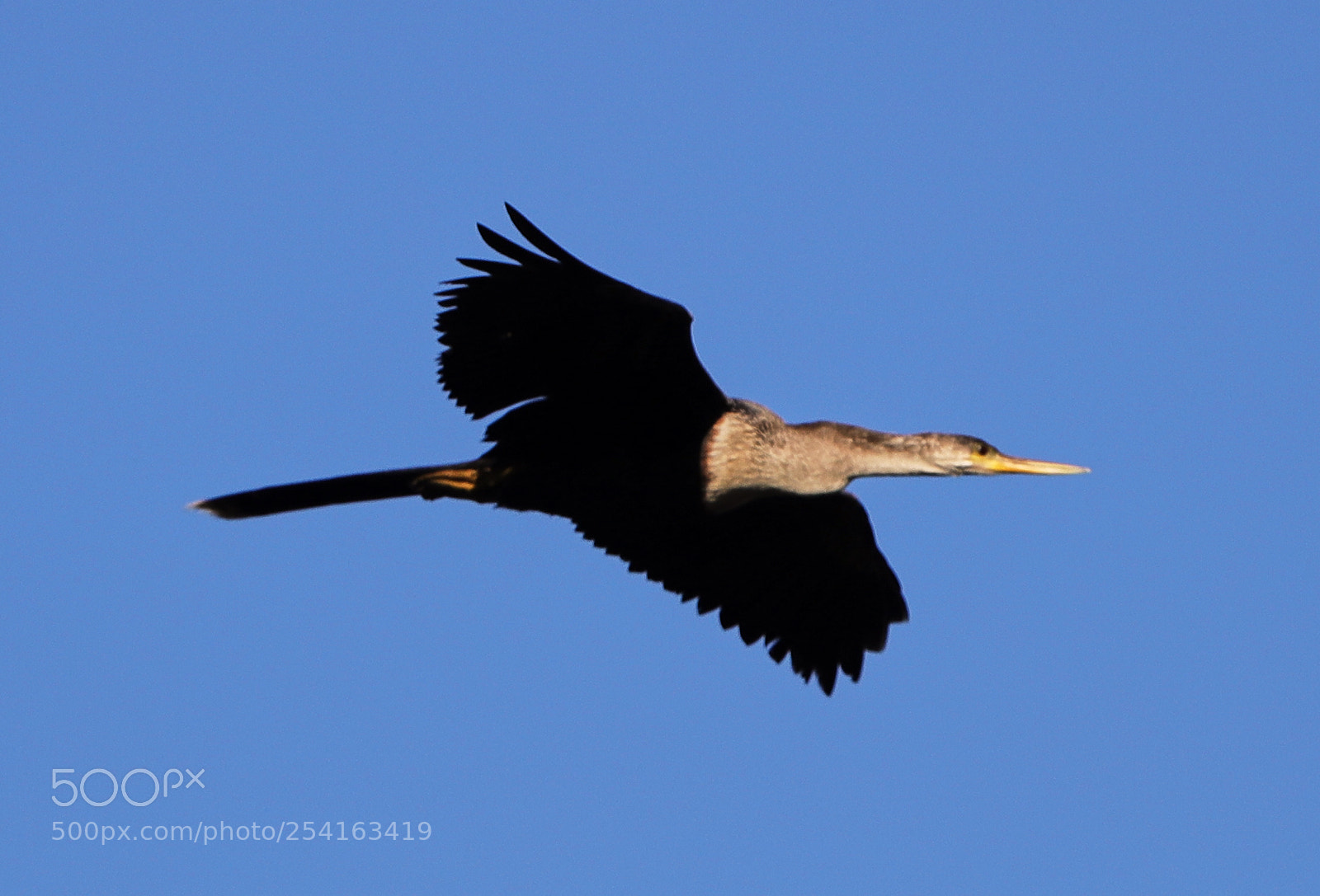 Canon EOS-1D X Mark II sample photo. 04-18-18-0013458.jpg photography