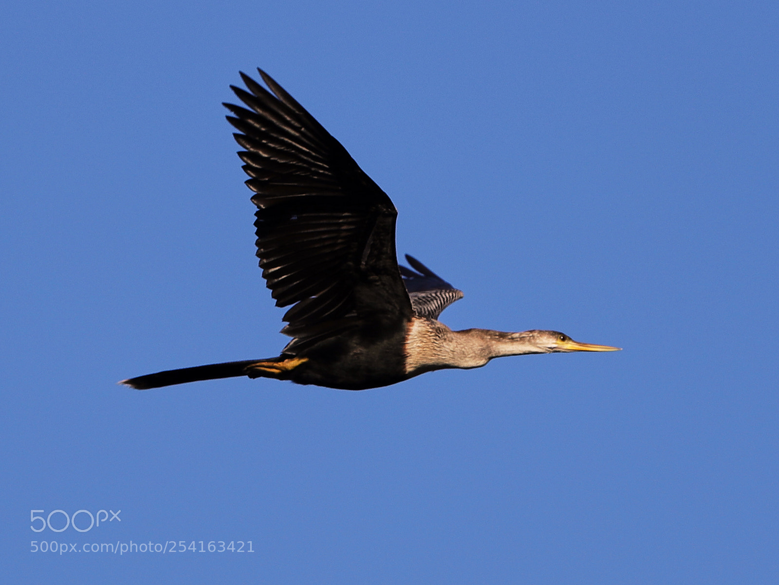 Canon EOS-1D X Mark II sample photo. 04-18-18-0013457.jpg photography
