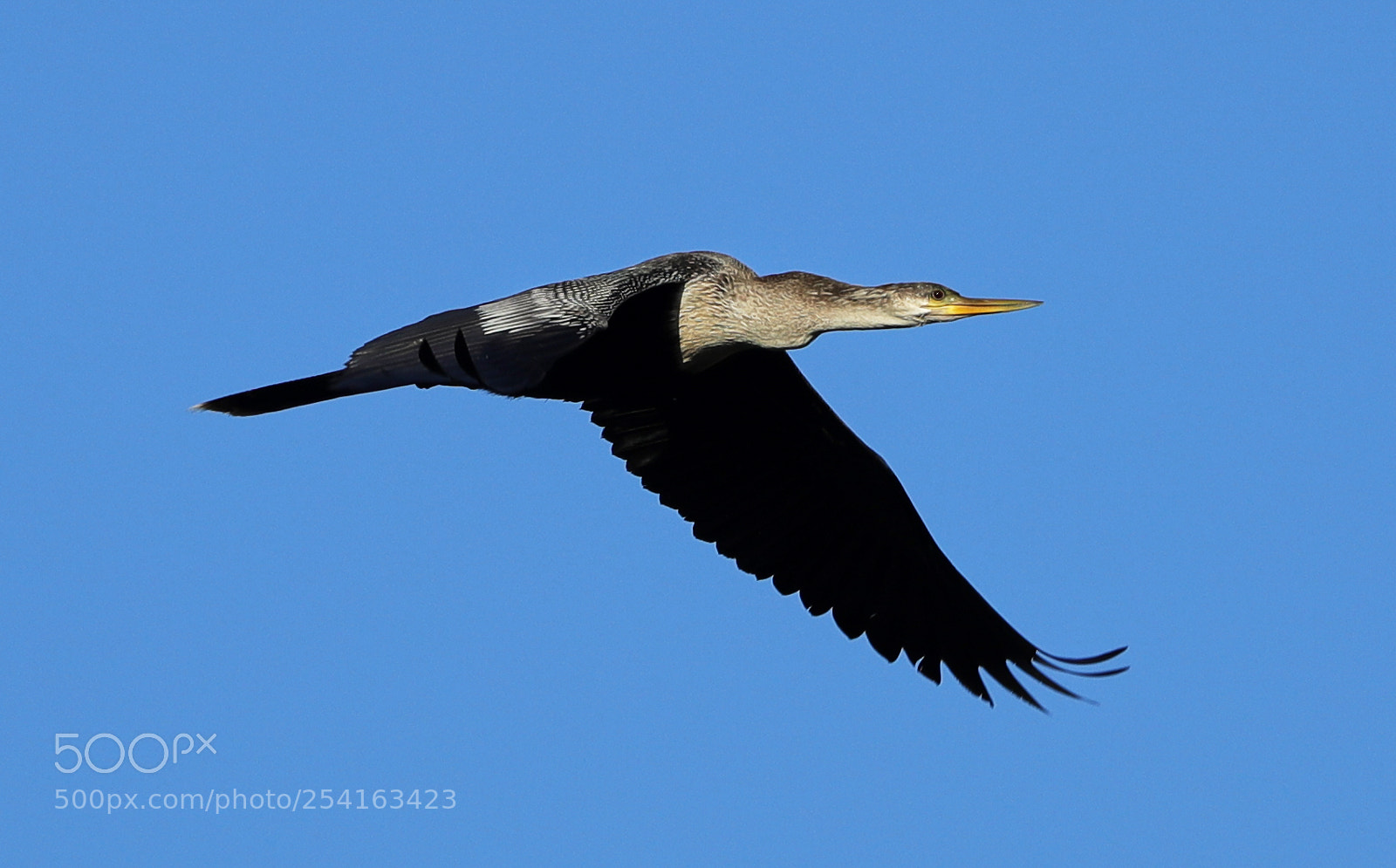 Canon EOS-1D X Mark II sample photo. 04-18-18-0013460.jpg photography