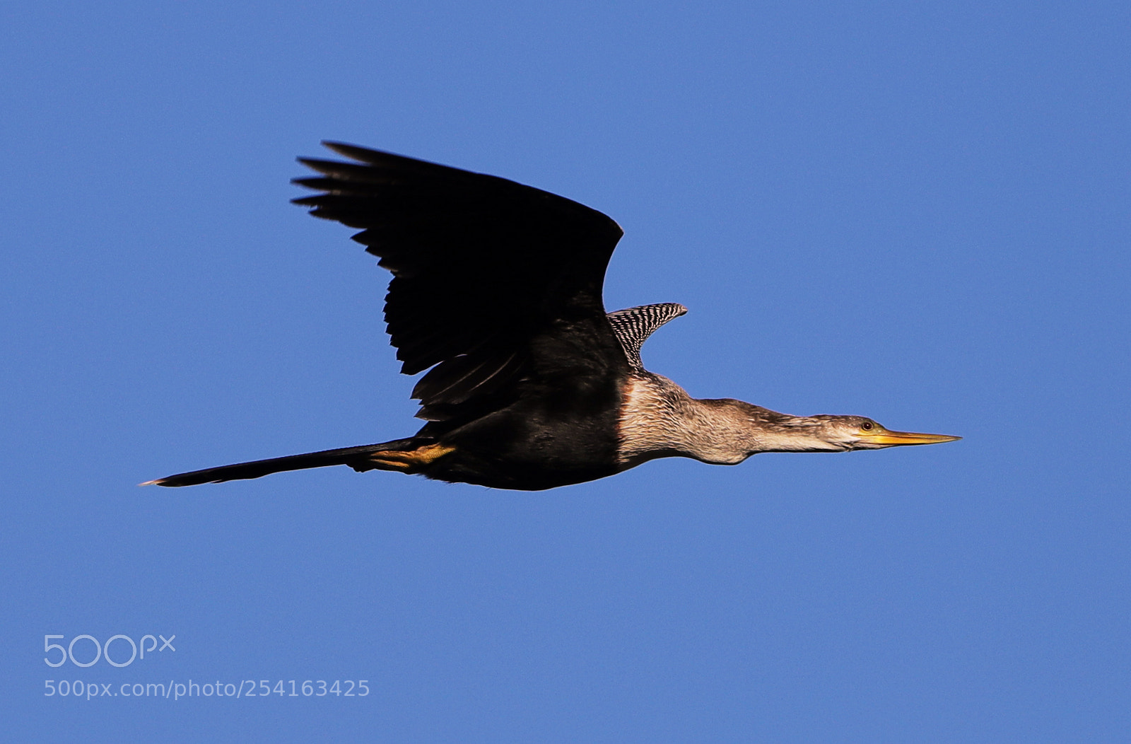 Canon EOS-1D X Mark II sample photo. 04-18-18-0013456.jpg photography