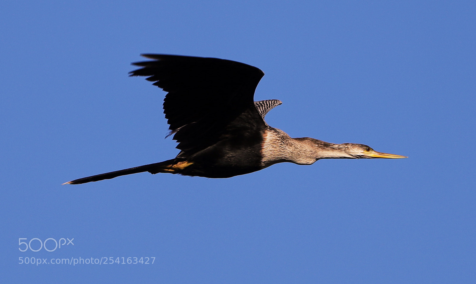 Canon EOS-1D X Mark II sample photo. 04-18-18-0013455.jpg photography