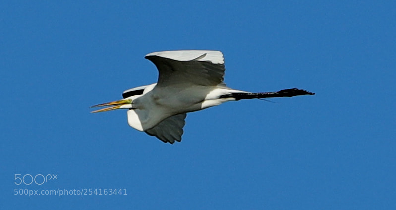 Canon EOS-1D X Mark II sample photo. 04-18-18-0013454.jpg photography