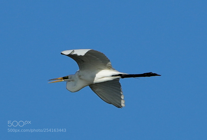 Canon EOS-1D X Mark II sample photo. 04-18-18-0013453.jpg photography