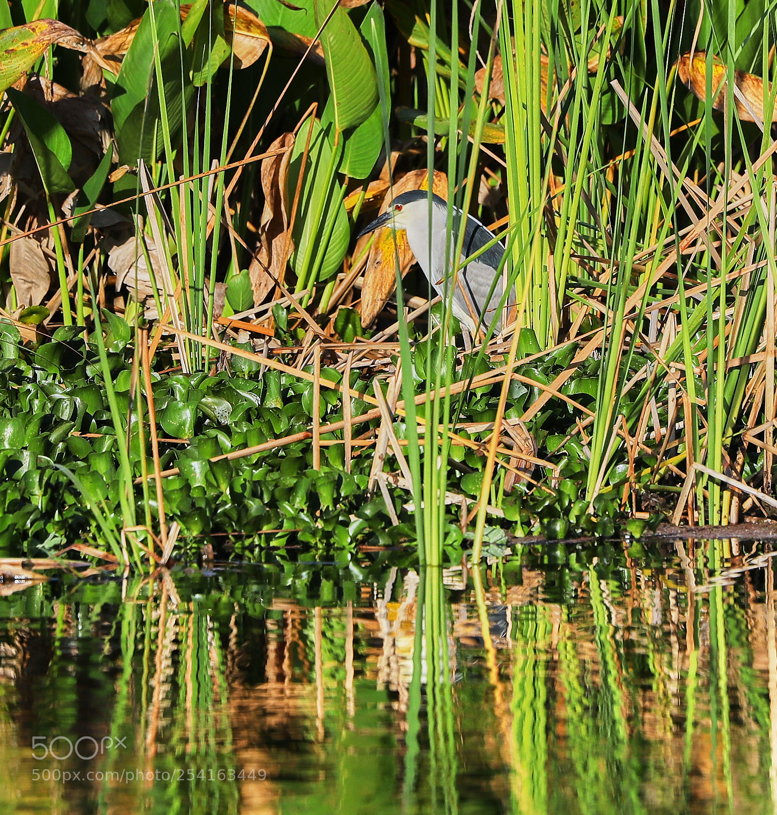 Canon EOS-1D X Mark II sample photo. 04-18-18-0013449.jpg photography