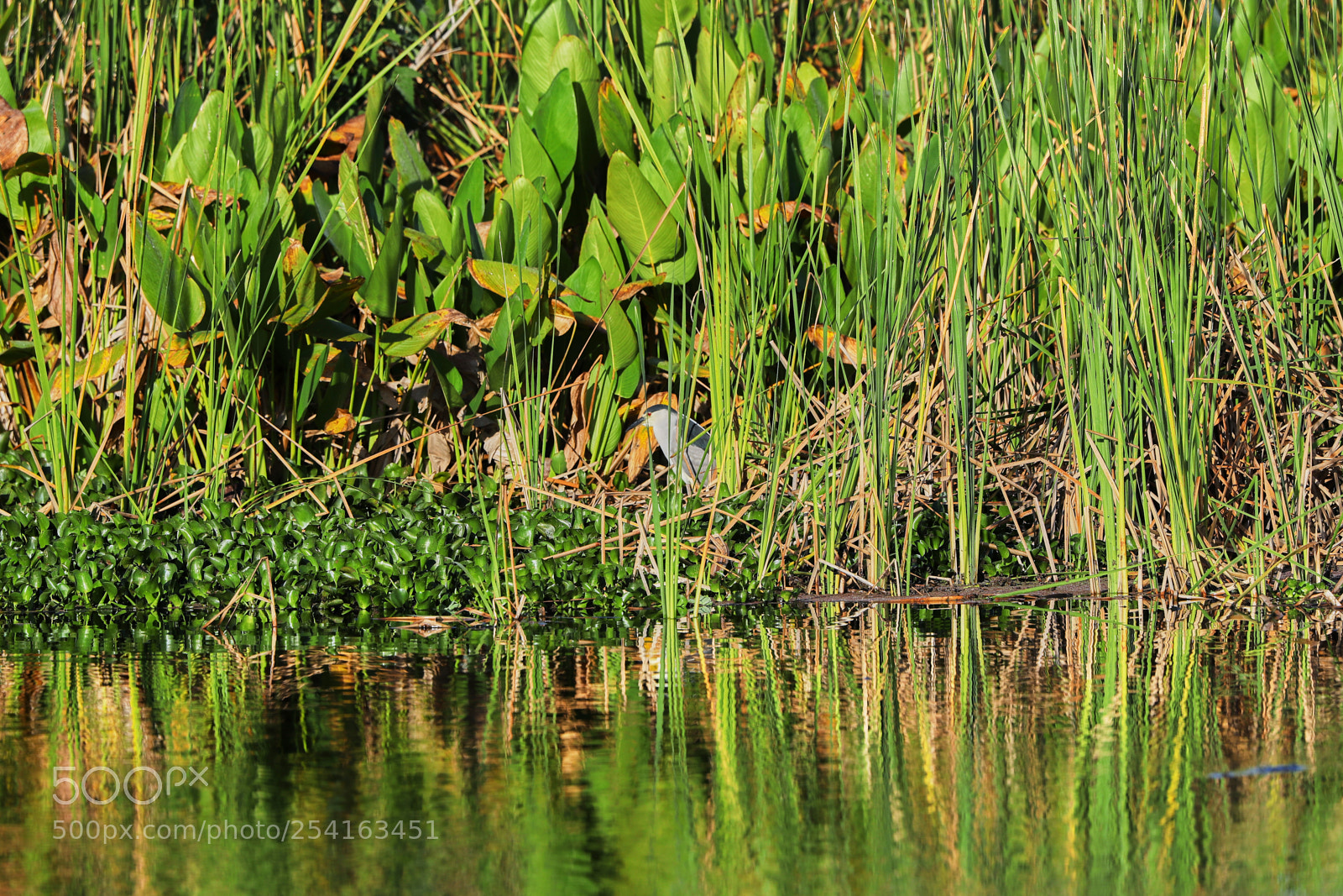 Canon EOS-1D X Mark II sample photo. 04-18-18-0013448.jpg photography