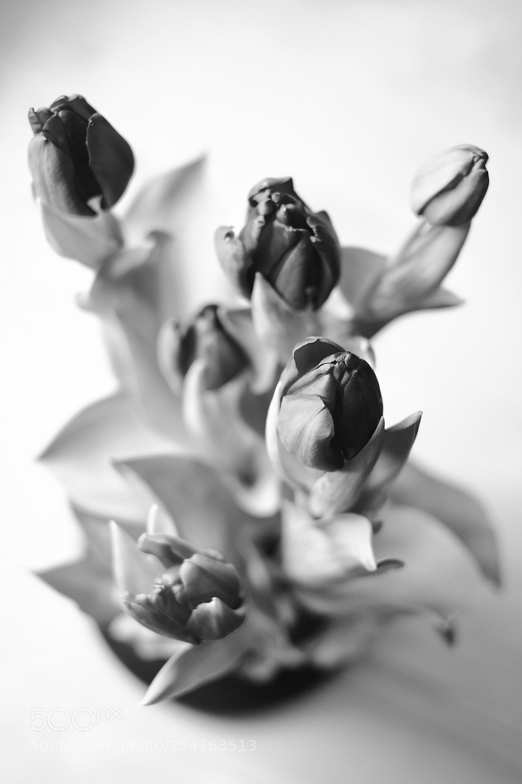 Fujifilm X-Pro1 sample photo. Tulips photography