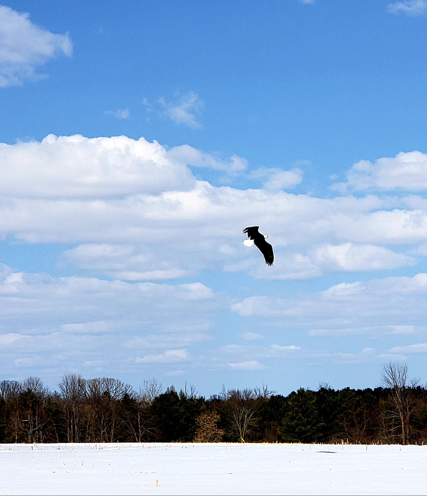 Samsung Galaxy S9+ sample photo. Eagle soaring photography
