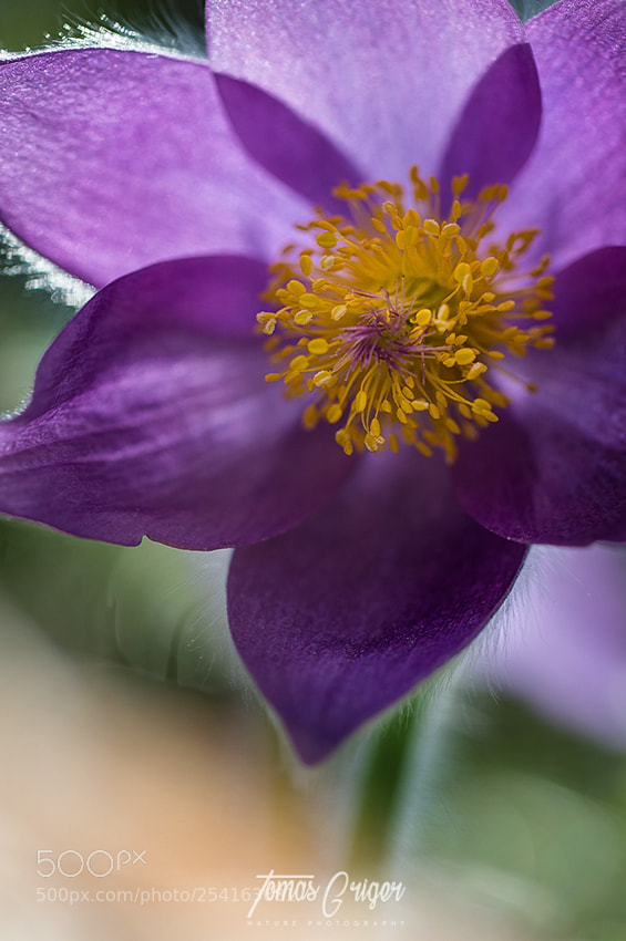 Canon EOS M5 sample photo. Pasque-flower photography