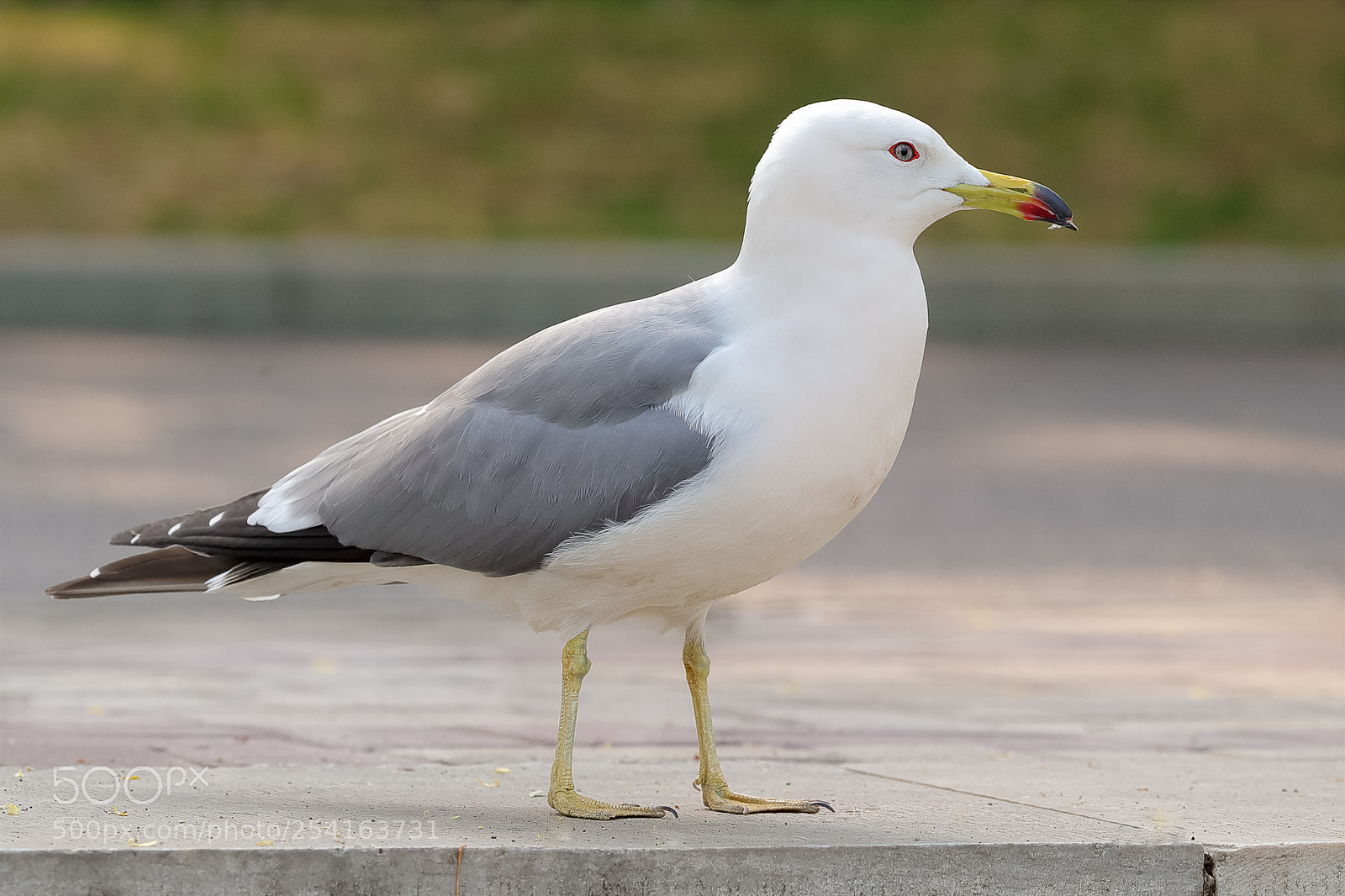 Canon EOS-1D X Mark II sample photo. 三趾鸥 photography