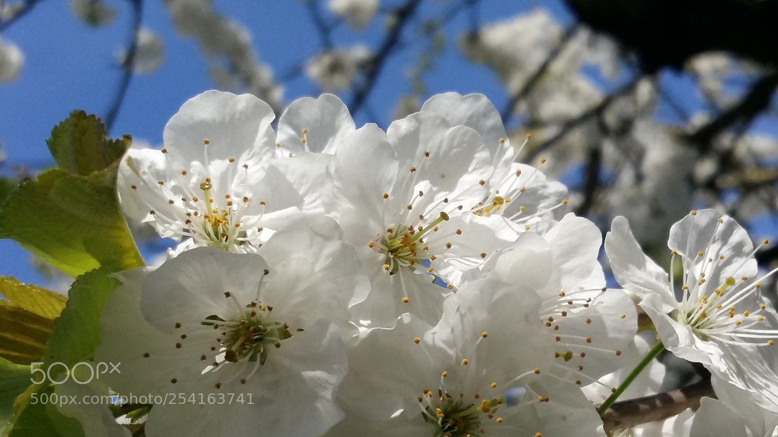 Samsung Galaxy A5 sample photo. Spring time.... photography