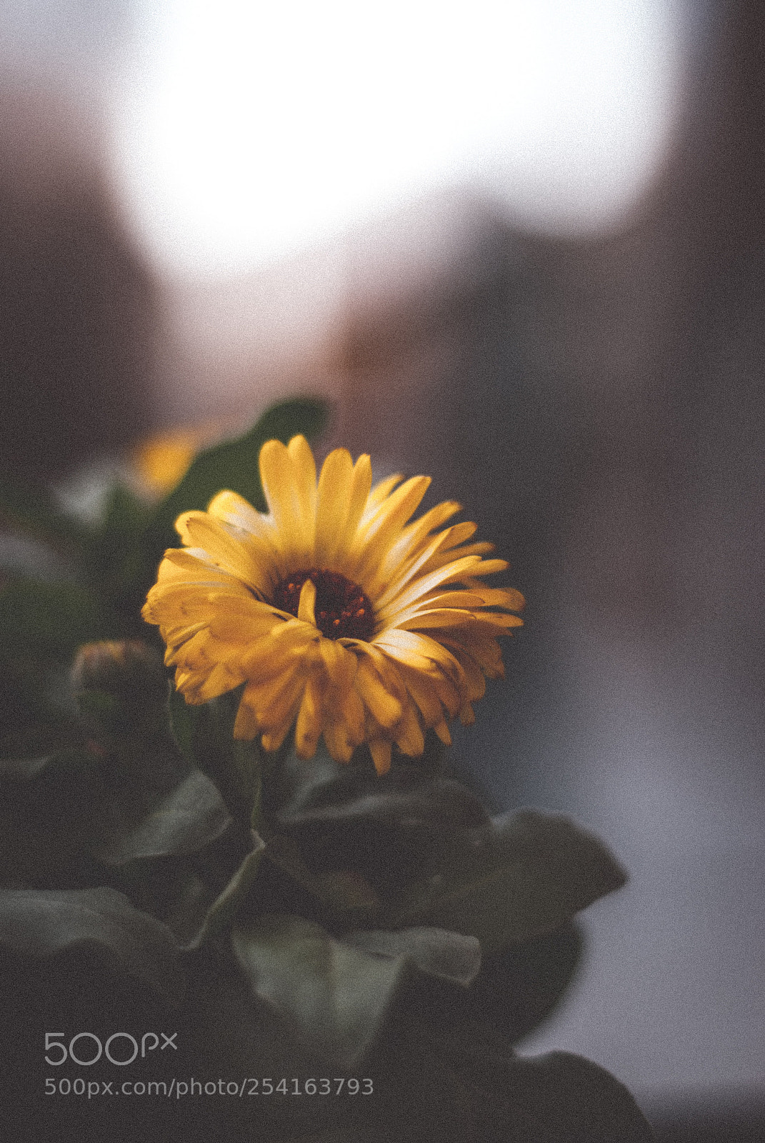 Nikon D60 sample photo. Flowers close to my photography