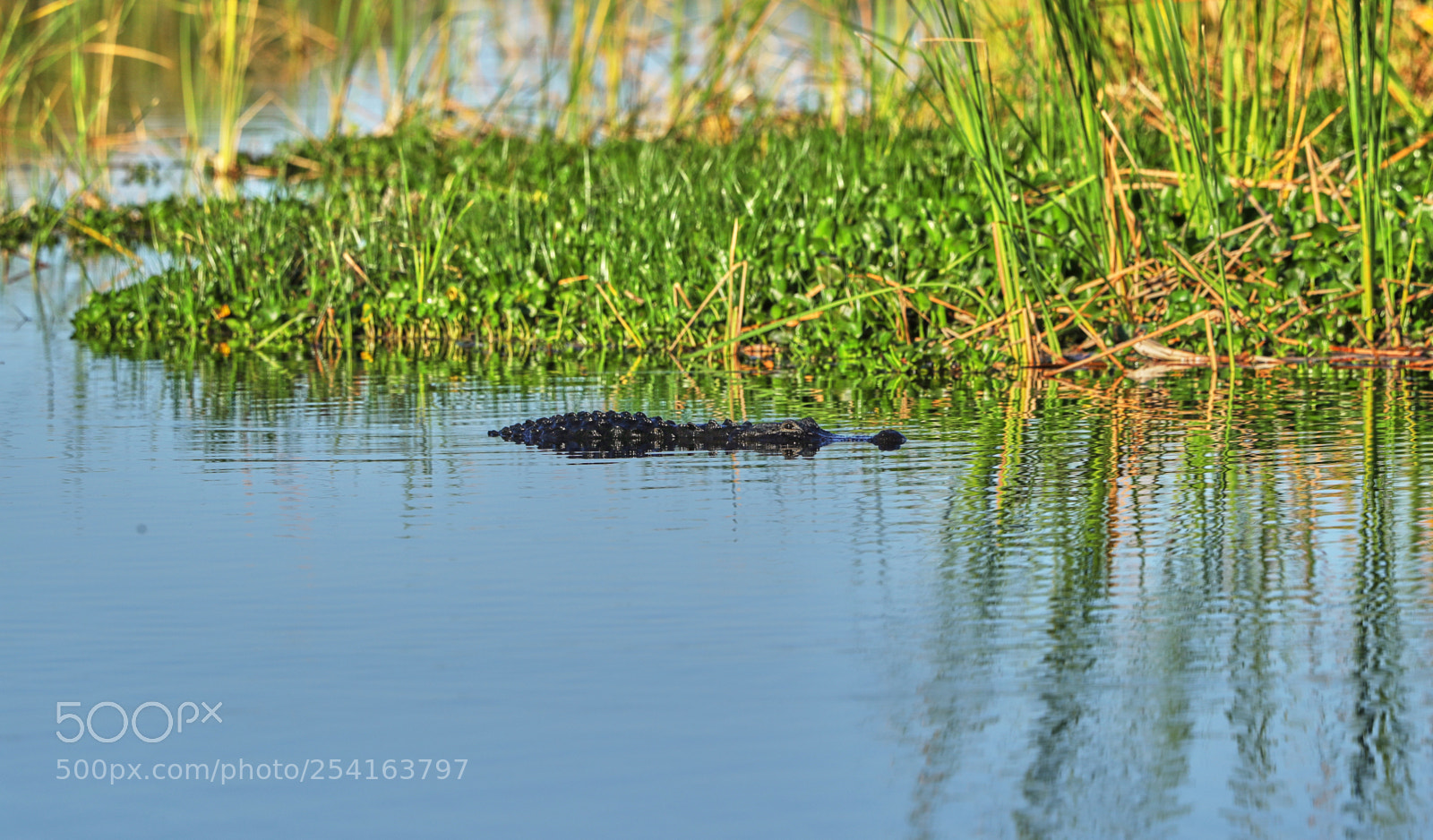Canon EOS-1D X Mark II sample photo. 04-18-18-0013447.jpg photography