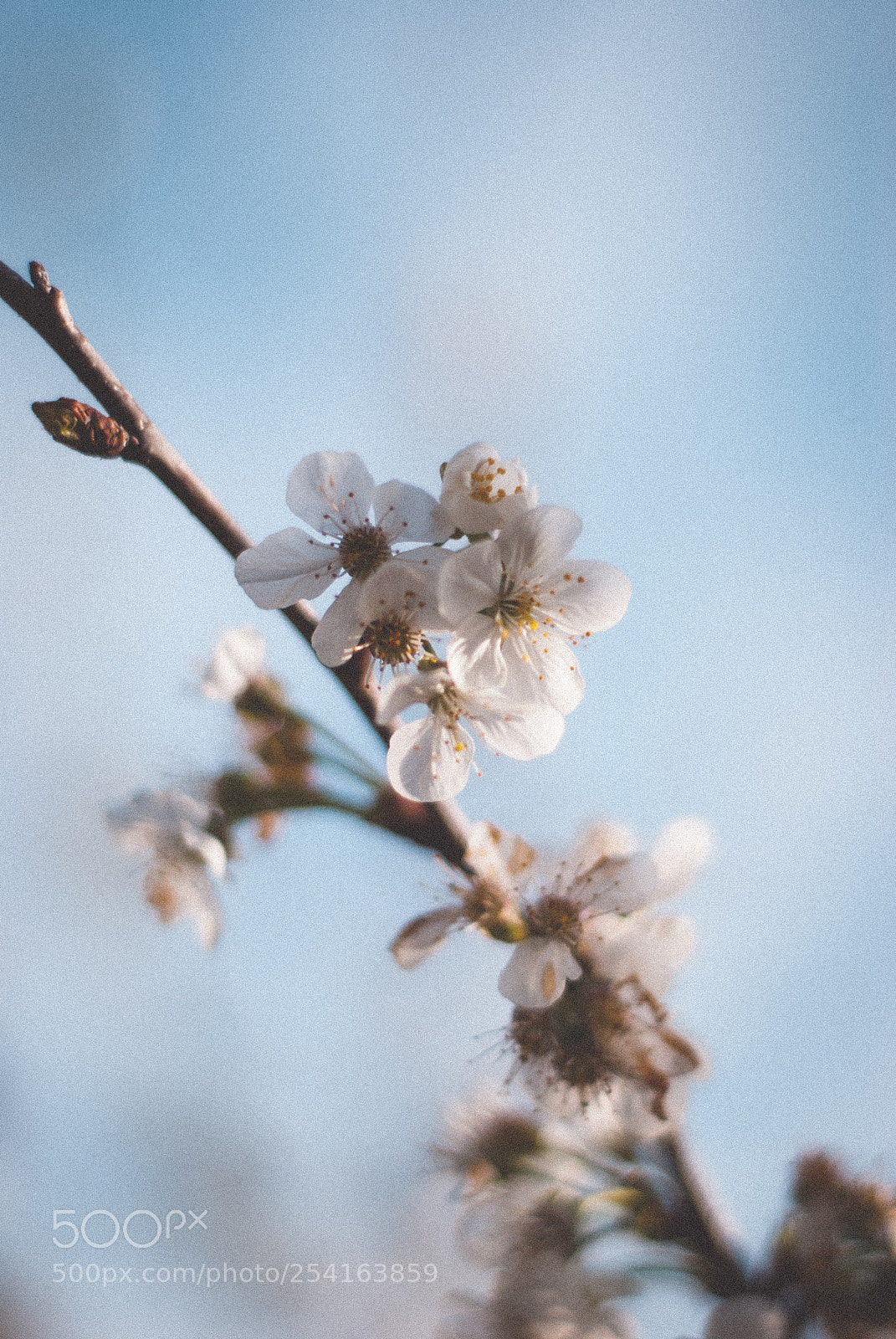 Nikon D60 sample photo. Flowers close to my photography