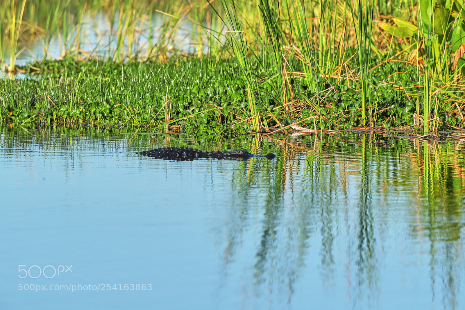 Canon EOS-1D X Mark II sample photo. 04-18-18-0013446.jpg photography