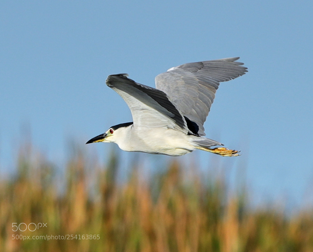 Canon EOS-1D X Mark II sample photo. 04-18-18-0013444.jpg photography
