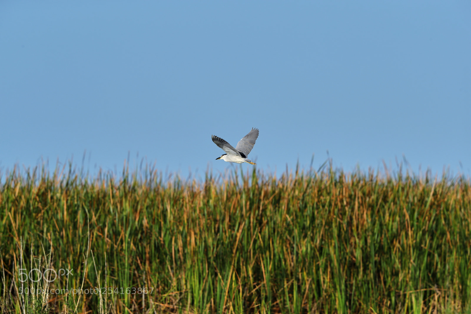 Canon EOS-1D X Mark II sample photo. 04-18-18-0013443.jpg photography
