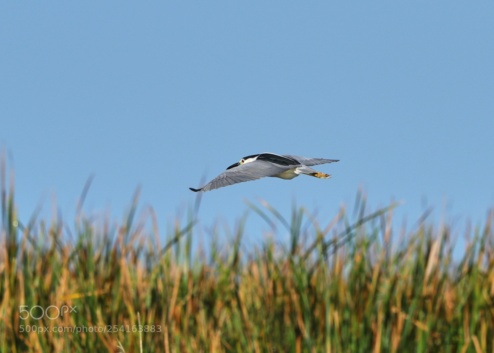 Canon EOS-1D X Mark II sample photo. 04-18-18-0013441.jpg photography