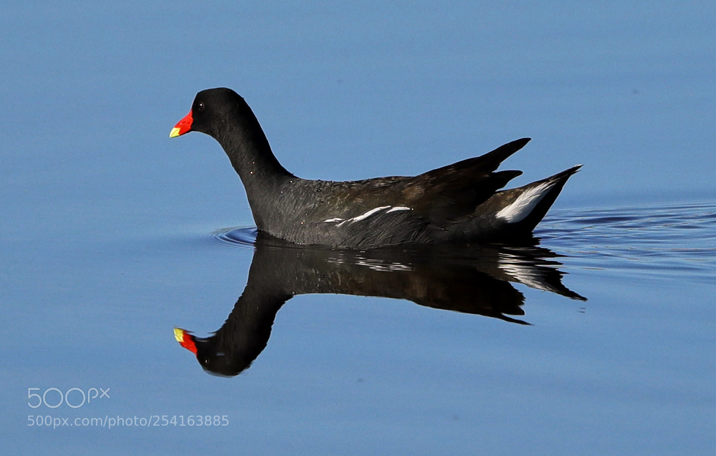 Canon EOS-1D X Mark II sample photo. 04-18-18-0013438.jpg photography
