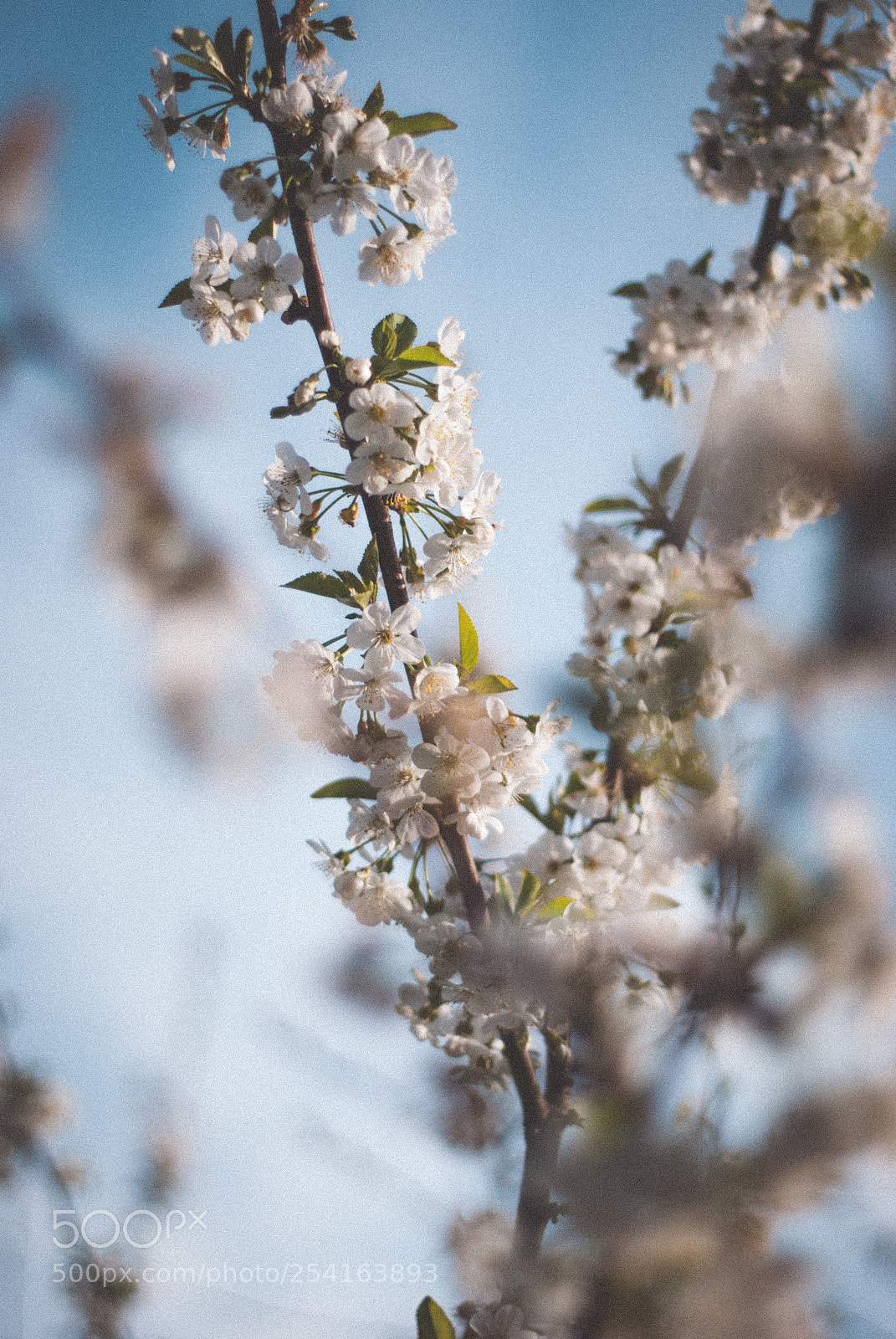 Nikon D60 sample photo. Flowers close to my photography