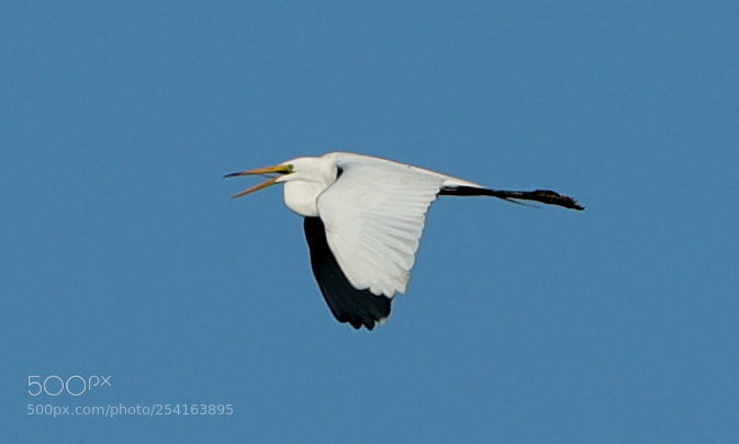 Canon EOS-1D X Mark II sample photo. 04-18-18-0013436.jpg photography