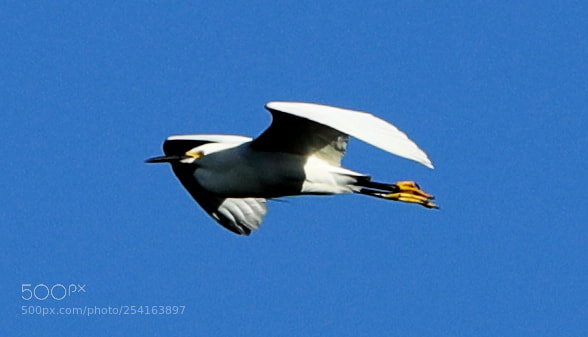 Canon EOS-1D X Mark II sample photo. 04-18-18-0013433.jpg photography