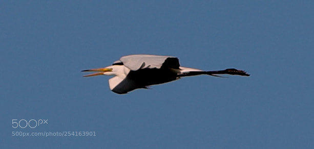Canon EOS-1D X Mark II sample photo. 04-18-18-0013435.jpg photography