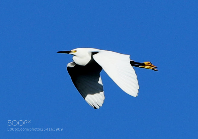 Canon EOS-1D X Mark II sample photo. 04-18-18-0013432.jpg photography