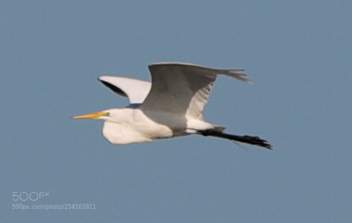 Canon EOS-1D X Mark II sample photo. 04-18-18-0013429.jpg photography