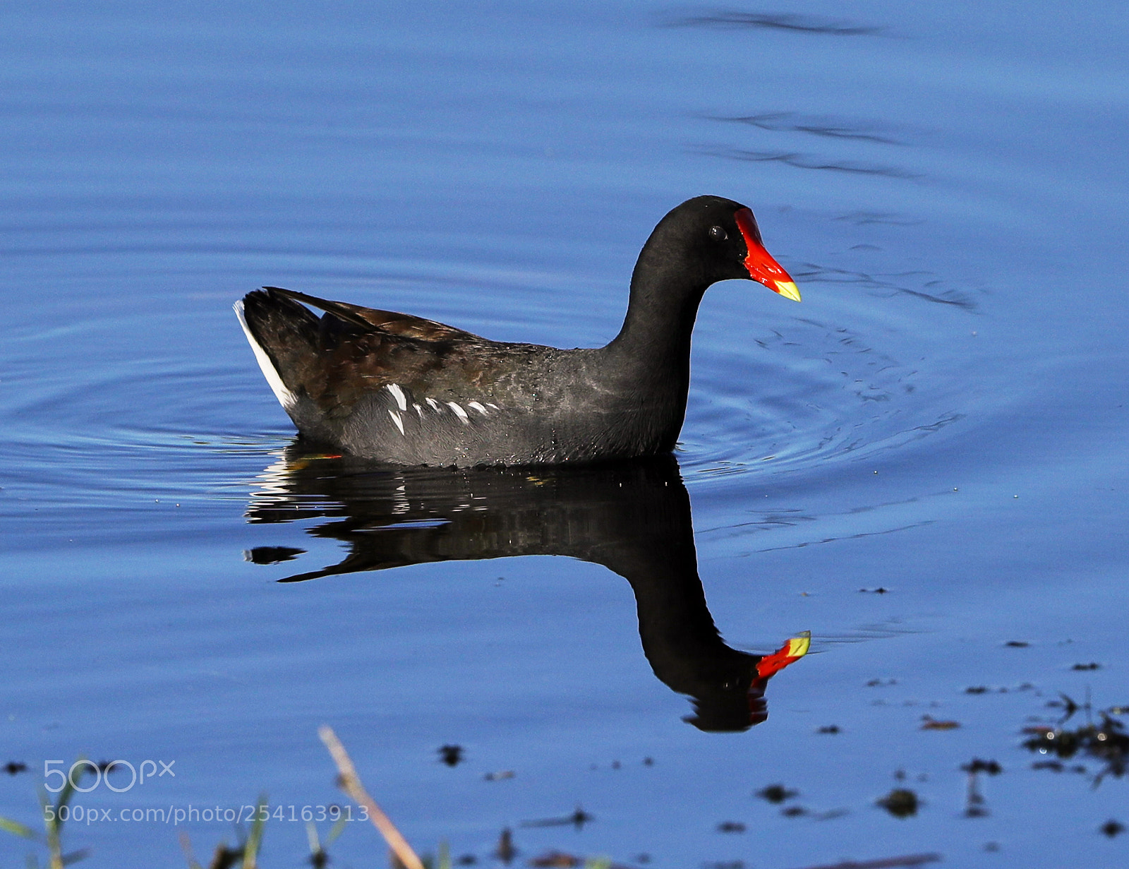 Canon EOS-1D X Mark II sample photo. 04-18-18-0013430.jpg photography