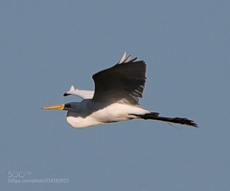 Canon EOS-1D X Mark II sample photo. 04-18-18-0013428.jpg photography